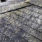 Lichen