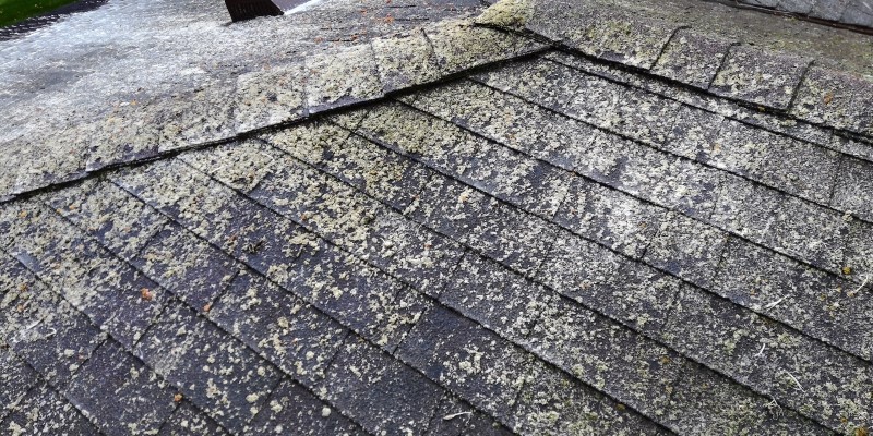 Lichen