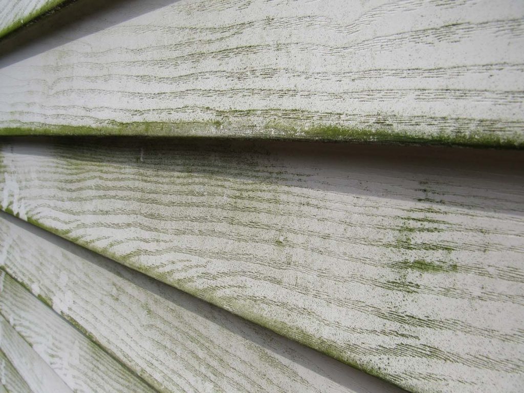 Algae