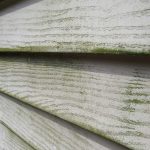 Algae
